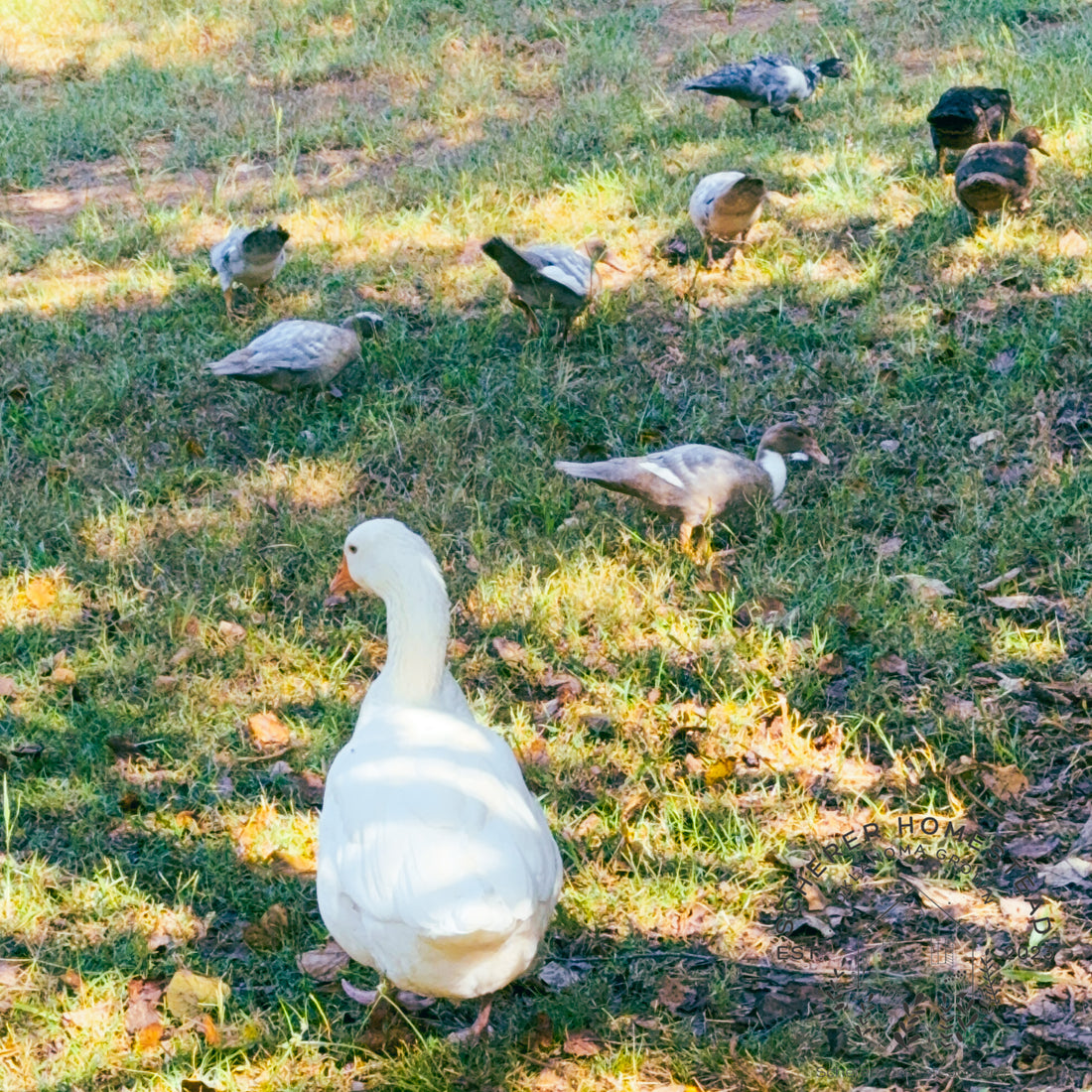 “Feathers of Hope: The Unlikely Family of Lady Rosemary" by Allysia Scherer