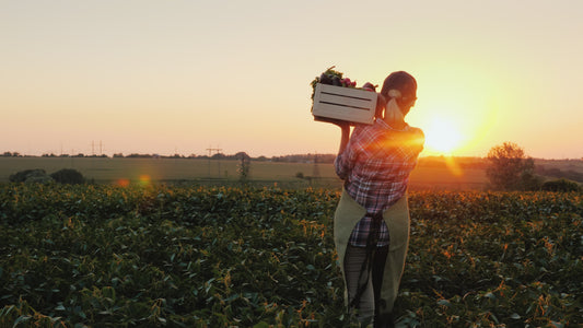 Community Supported Agriculture Shares: CSA boxes